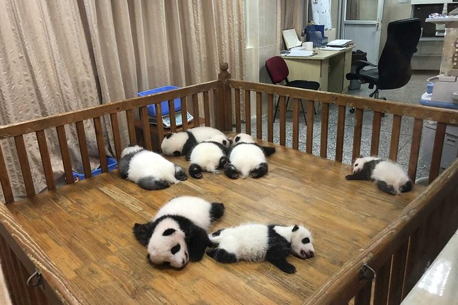 Chengdu Impressions Tour of Sichuan Cuisine Museum and Giant Pandas - Inclusions and Pricing