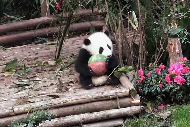 Chengdu Impressions Tour of Sichuan Cuisine Museum and Giant Pandas - Booking Information