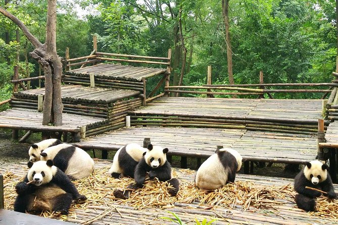 Chengdu Impressions Tour of Sichuan Cuisine Museum and Giant Pandas - Reviews and Ratings