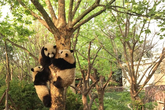 Chengdu Impressions Tour of Sichuan Cuisine Museum and Giant Pandas - Important Directions