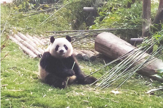Chengdu Impressions Tour of Sichuan Cuisine Museum and Giant Pandas - The Sum Up