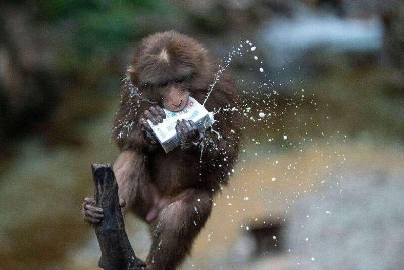 Chengdu: Jiuzhaigou, Dujiangyan, and Emeishan 9-Day Tour - Practical Considerations and Value