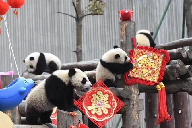Chengdu Kung Fu Panda Tour Tai Chi, Martial Arts and Panda Base - Final Thoughts: Who Should Book This Tour?