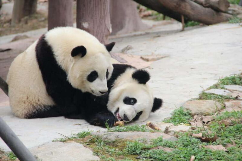 Chengdu: Leshan Buddha Optional Tours w/ Transfer or Guide - Good To Know