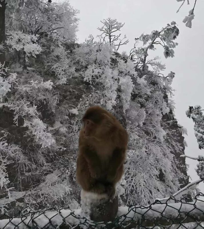 Chengdu: Leshan Giant Buddha & Mount Emei 2-Day Culture Tour - What Makes This Tour Stand Out?