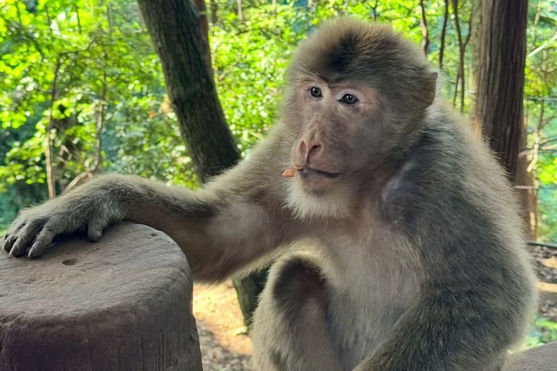 Chengdu Mount Emei Full-Day Discovery Tour - A few details to confirm before you go