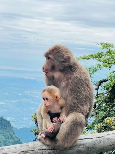 Chengdu Mount Emei & Leshan Giant Buddha 2-Day Tour - Leshan’s Giant Buddha adds a different kind of stop