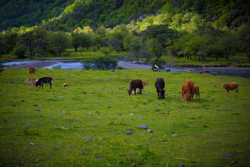 Chengdu Mount Siguniang Full-Day Tour with Tickets - Key Points Before You Book