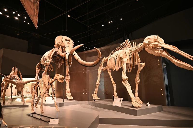 Chengdu Natural History Museum - Making Sense of the Price and Reservation