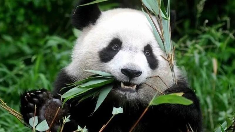 Chengdu Panda and Leshan Giant Buddha Private 2-Day Tour - Key points to know before you book