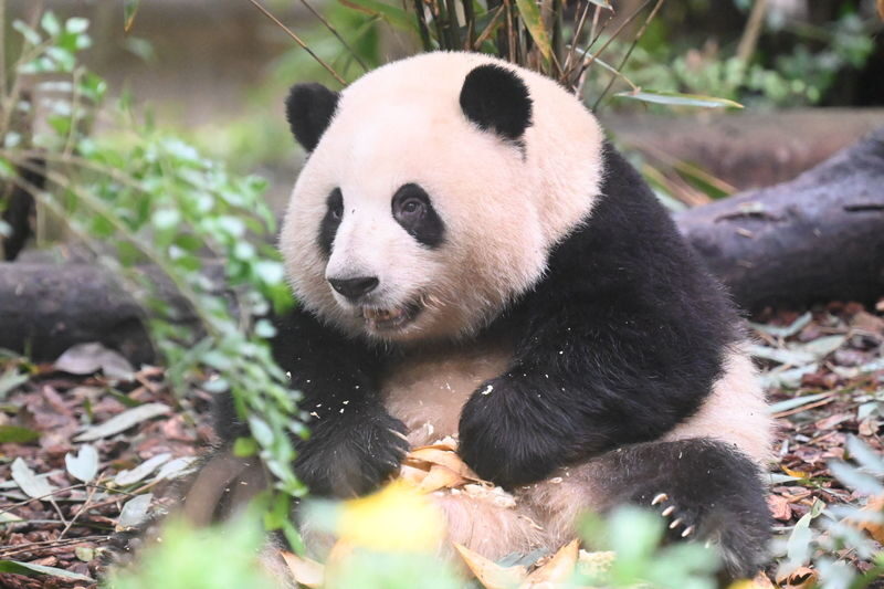 Chengdu Panda and Leshan Giant Buddha Private 2-Day Tour - Who is likely to enjoy this tour