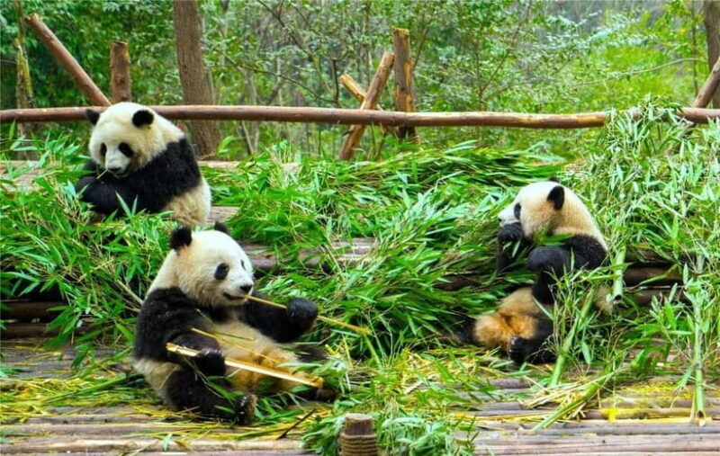 Chengdu Panda Base and Luodai Ancient Town One-Day Tour - Is It Worth the Price?