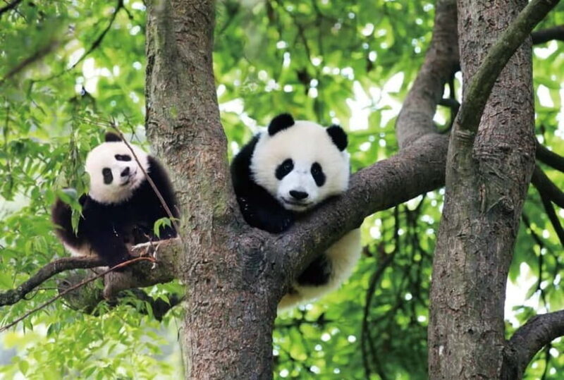 Chengdu Panda Base and Luodai Ancient Town One-Day Tour - A Close Look at the Itinerary and What You Can Expect