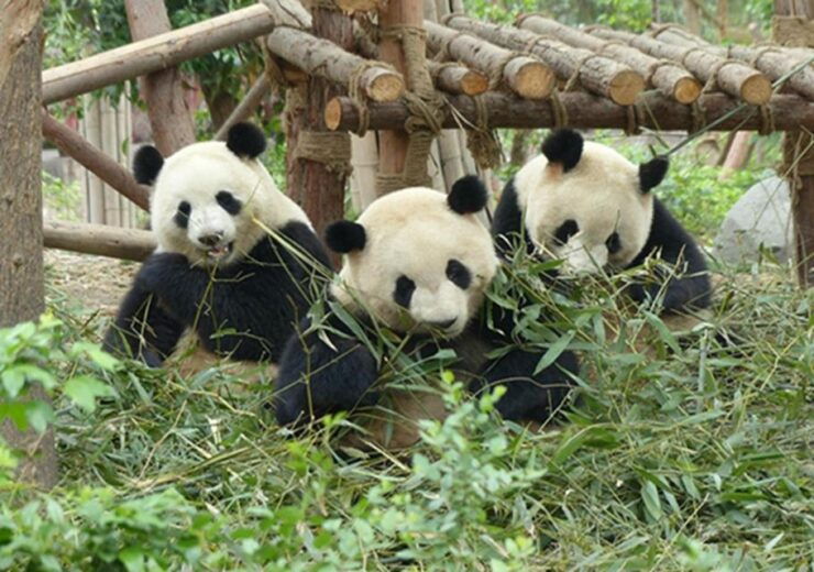 Chengdu Panda Base and Sanxingdui Museum Private Tour - Tour Highlights