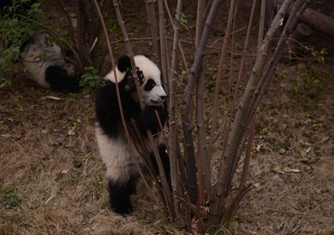 Chengdu Panda Base and Sanxingdui Museum Private Tour - Important Details