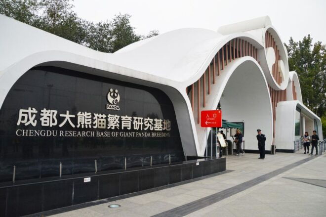 Chengdu Panda Base & Giant Buddha Private Full Day Tour - Traveler Review