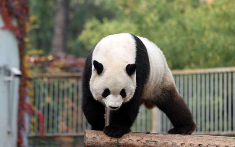 Chengdu: Panda Base Half Day Group Tour - Good To Know