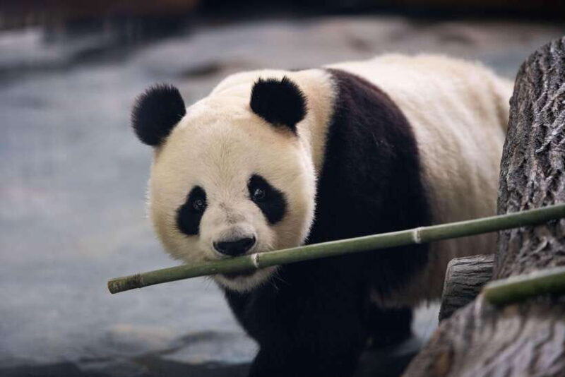 Chengdu: Panda Base Half Day Group Tour - The Experience According to Past Visitors