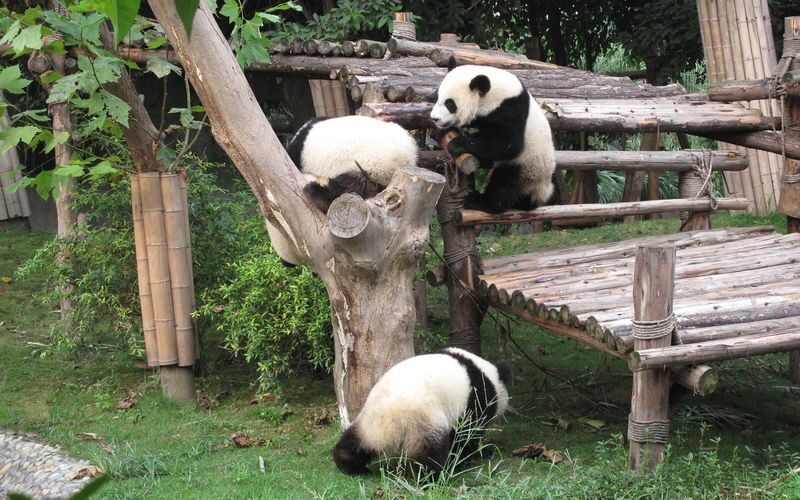 Chengdu Panda Base Half-Day Private Tour with Tickets - A Panda Base Visit That Fits a Short Chengdu Stop