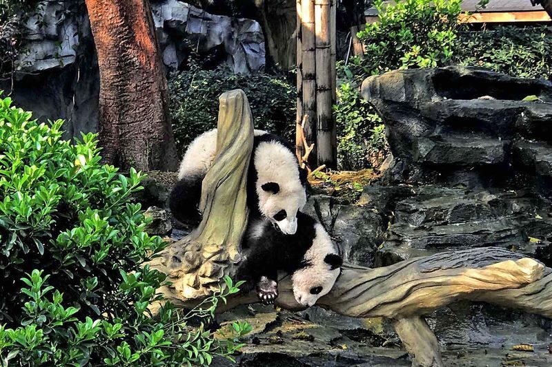 Chengdu Panda Base Half-Day Private Tour with Tickets - The Private Car Makes the Journey Easier