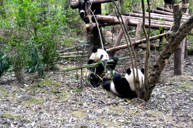 Chengdu Panda Base Half-Day Private Tour with Tickets - Is $56.75 Good Value?