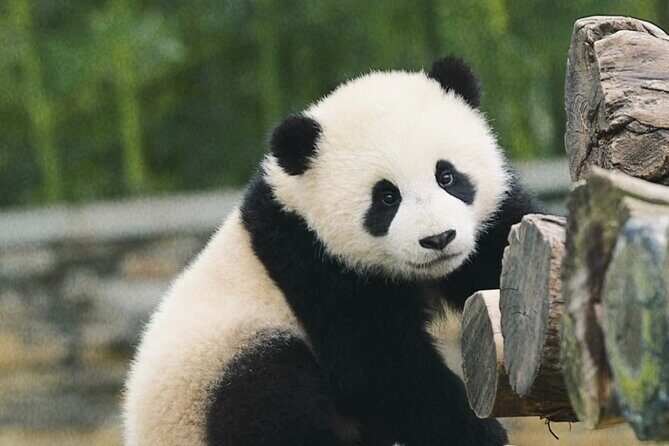 Chengdu Panda Base Half-Day Tour Optional Sichuan Opera Face - Good To Know