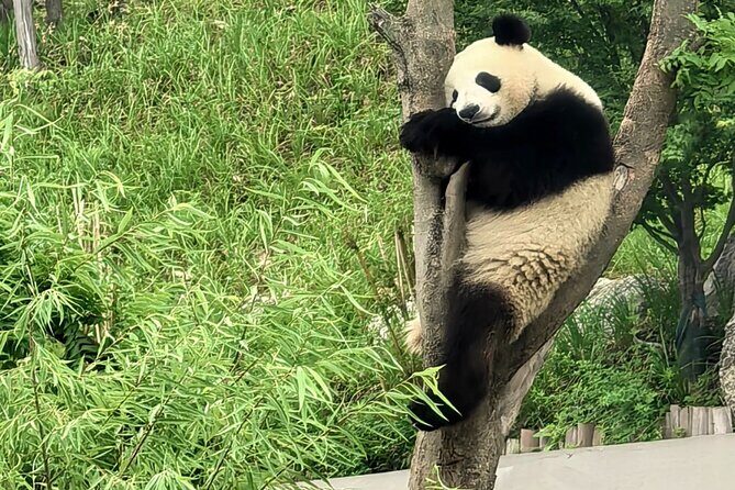 Chengdu Panda Base Half-Day Tour Optional Sichuan Opera Face - Who Is This Tour Best For?