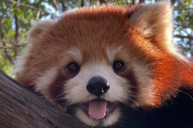 Chengdu Panda Base Half-Day Tour Optional Sichuan Opera Face - Final Thoughts