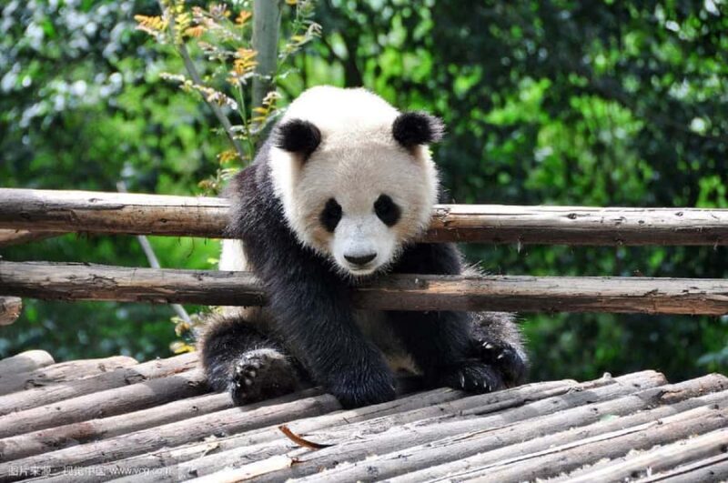 Chengdu: Panda Base Half-day Tour or Panda & Buddha Day Tour - A Deep Dive into the Experience