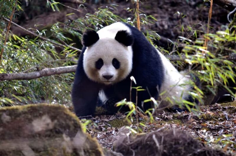 Chengdu: Panda Base Half-day Tour or Panda & Buddha Day Tour - Practical Details and Tips