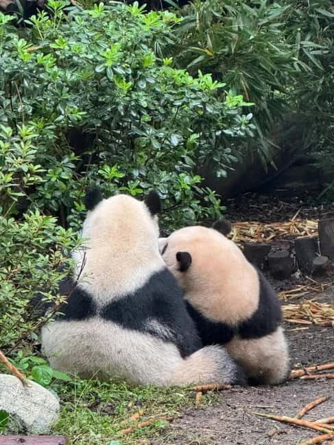 Chengdu: Panda Base/Leshan Buddha/Emei/City Day Tour-Options - Good To Know