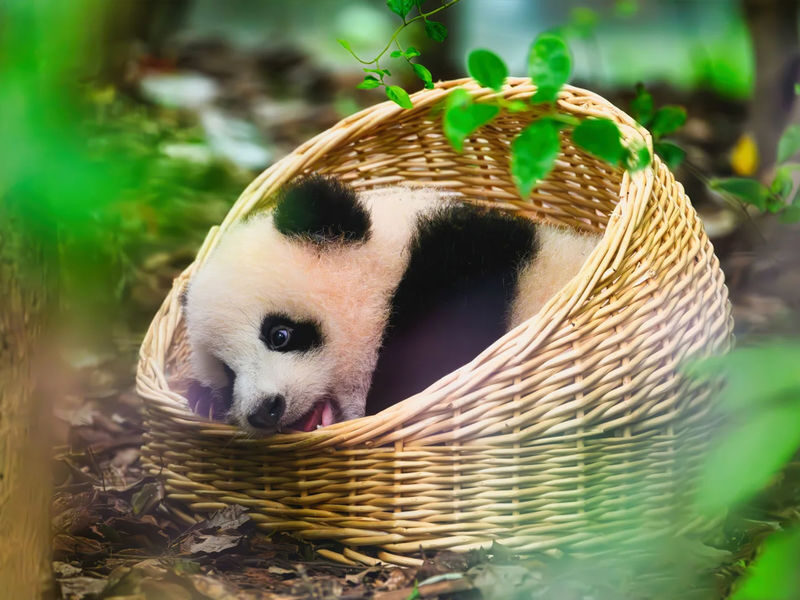 Chengdu Panda Base & Leshan Giant Buddha Day Tour - Two big Chengdu-area sights in one day