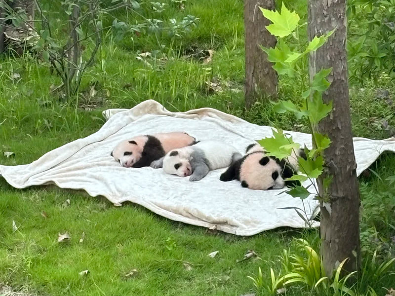 Chengdu Panda Base & Leshan Giant Buddha Day Tour - The road to Leshan