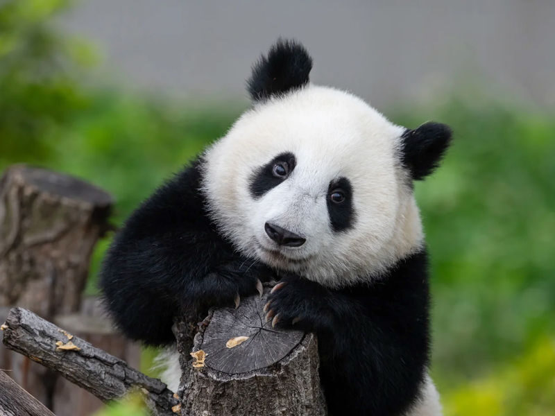 Chengdu Panda Base & Leshan Giant Buddha Day Tour - Guides who keep the day human
