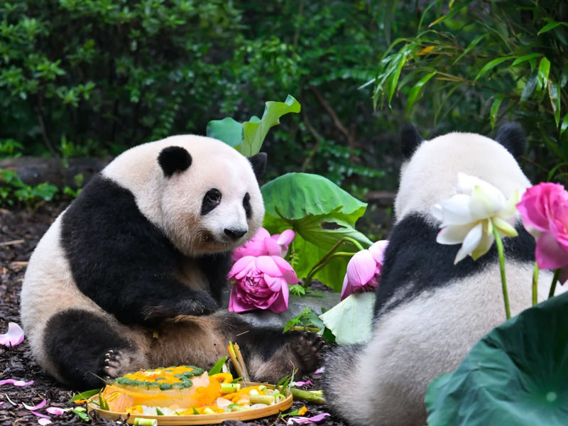 Chengdu Panda Base & Leshan Giant Buddha Day Tour - Who should choose this day tour?