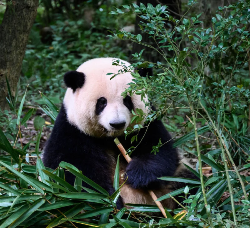 Chengdu Panda Base & Sanxingdui Museum Discovery - At a glance