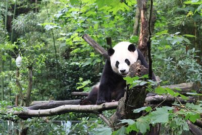 Chengdu Panda Base & Sanxingdui Museum Discovery - Why these two stops work in one day
