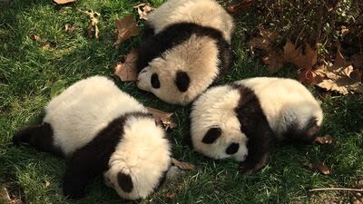Chengdu Panda Base & Sanxingdui Museum Discovery - Sanxingdui: the day’s most unexpected stop