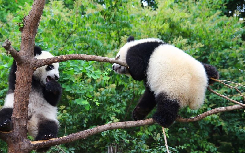 Chengdu Panda Base + Sanxingdui Museum/Dujiangyan/Leshan Giant Buddha/Mount Qingcheng One-Day Tour - What to know before you book