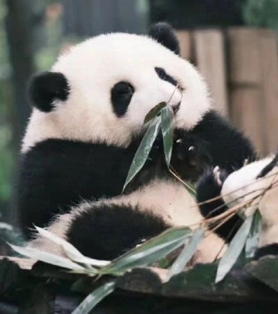 Chengdu Panda Base + Sanxingdui Museum/Dujiangyan/Leshan Giant Buddha/Mount Qingcheng One-Day Tour - Choose the right Chengdu day trip