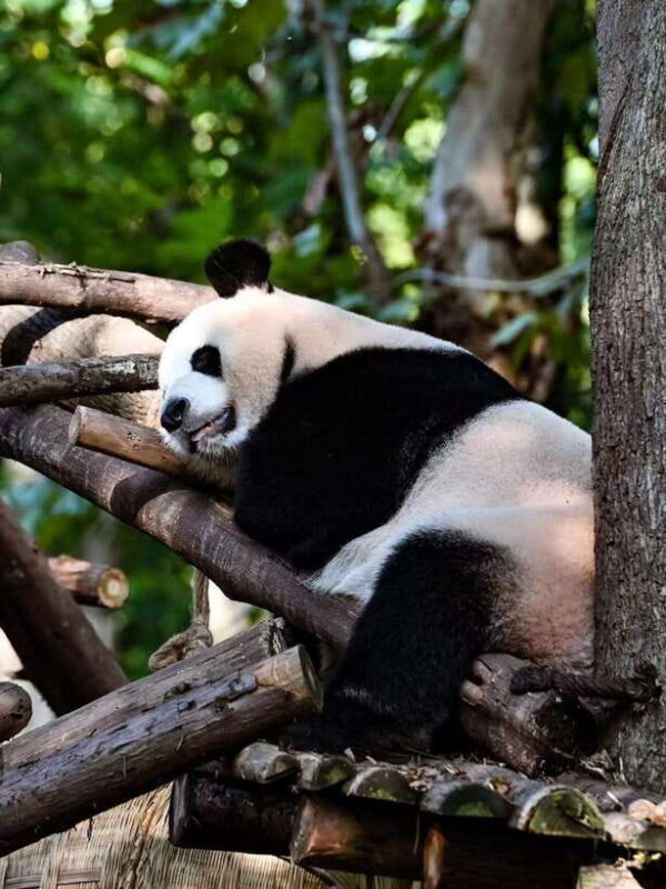 Chengdu Panda Base & Sanxingdui Museum One Day Private Tour - Good To Know