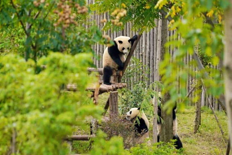 Chengdu Panda Base & Sanxingdui Museum One Day Private Tour - Final Thoughts