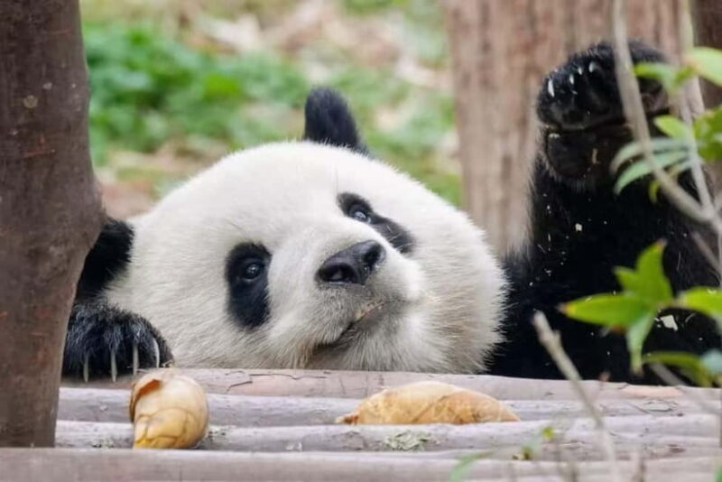 Chengdu: Panda Base, Sichuan Cuisine Museum, & Cooking Class - Final Thoughts