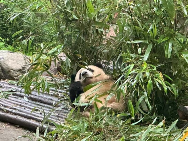 Chengdu: Panda Base, Snack, Tea, Folk Show, Kuanzhai Alley - Who Is This Tour Best For?