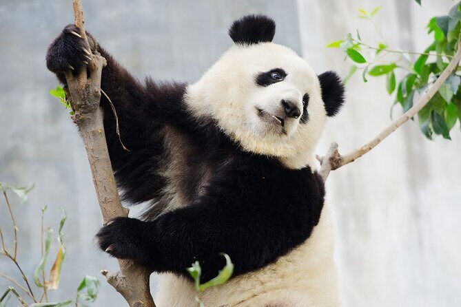 Chengdu Panda Base Ticket/Experiences from Chunxi Road - FAQs