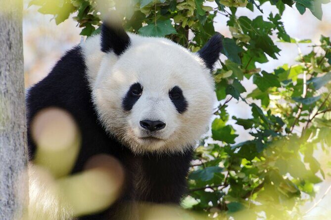 Chengdu Panda Base Ticket/Experiences from Chunxi Road - Who Would Love This Experience?