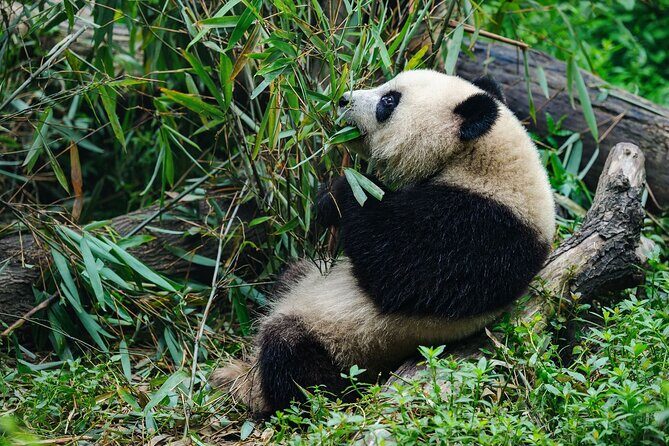 Chengdu Panda Base Ticket/Experiences from Chunxi Road - Final Thoughts: Is It Worth It?