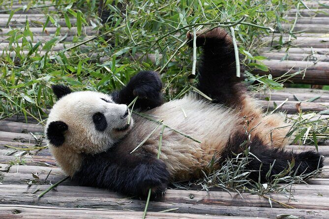 Chengdu Panda Base Ticket/Experiences from Chunxi Road - FAQs