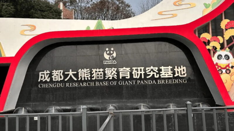 Chengdu: Panda Base Tour/Ticket Only Option - The Sum Up