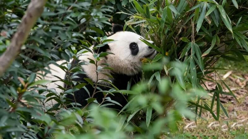 Chengdu: Panda Breeding Base Private Guided Tour - Final Thoughts